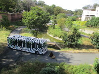 ライオンバスの写真