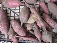 さつま芋の写真