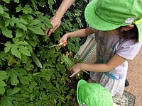 写真:ゴーヤの収穫