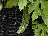 写真:実ったゴーヤ