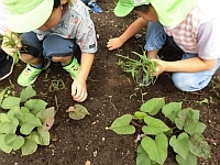 写真:草むしりの様子