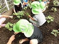 写真:さつま芋の畑の草むしりをしているところ