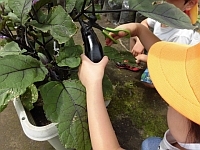 写真:なすの収穫