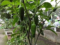 写真:実ったピーマン