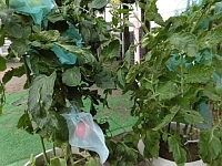 写真:トマトの様子