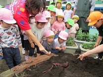 写真：芋ほり10
