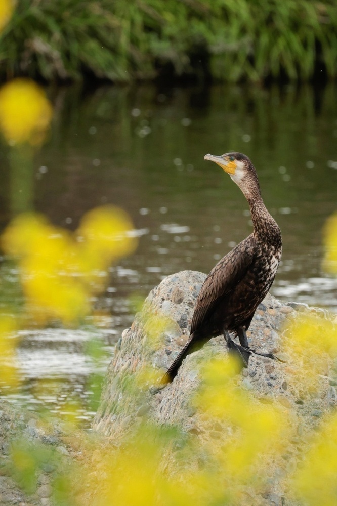 写真:『春が きた この 浅川に 』