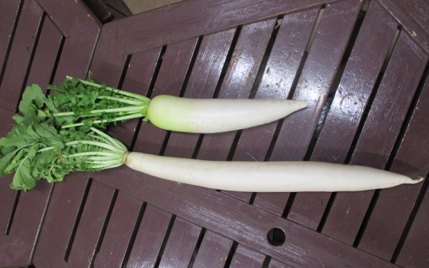 写真:青首大根と東光寺大根