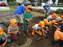 芋ほりをする5歳児の写真
