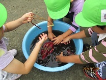 タライで芋を洗う子どもの写真