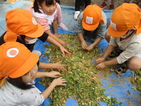 ぼかしを入れている写真