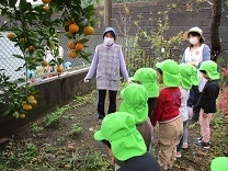 写真：みかん狩り2