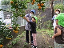 写真：みかん狩り3