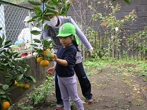 写真：みかん狩り4