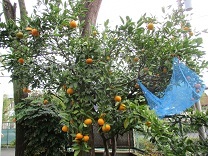 写真：みかん狩り