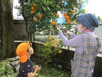 写真：みかん狩り7