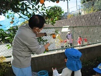 写真：みかん狩り2