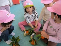 写真：みかん狩り8