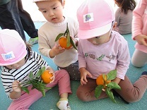 写真：みかん狩り9