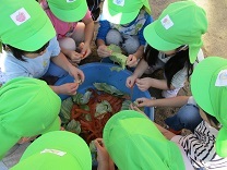 写真：土づくり2