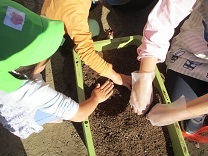 写真：球根植え3