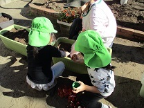 写真：球根植え5