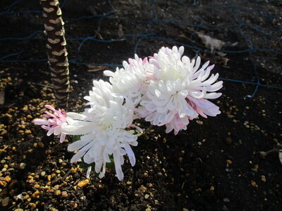 育てた菊の花の写真