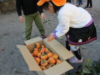 箱に子どもが柿を入れているようsの写真