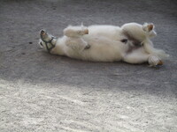 砂浴びをしているポニーの様子の写真