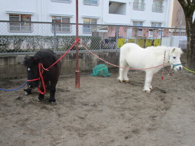 ジャックとダンディの写真