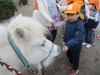 餌を食べているポニーの写真