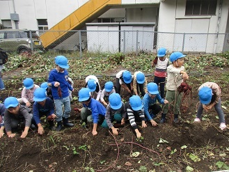 5歳児芋ほりの様子の写真