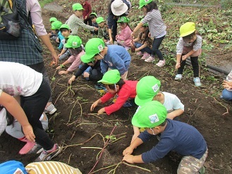 4歳児芋ほりの様子の写真