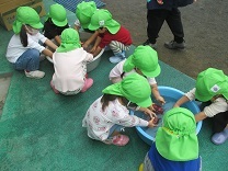 写真：3歳児クラスがイモ洗いをしている様子