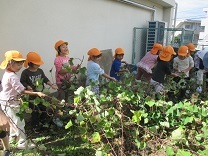 写真：5歳児がサツマイモ堀をしている様子