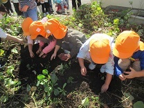 写真：5歳児がサツマイモを掘っている様子