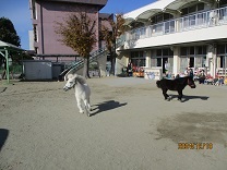 園庭で駆け回る様子