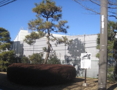 3代目お茶屋の松と説明板の写真