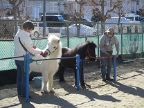 写真：リトルホース1