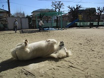 写真：リトルホース10