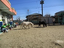 写真：リトルホース9