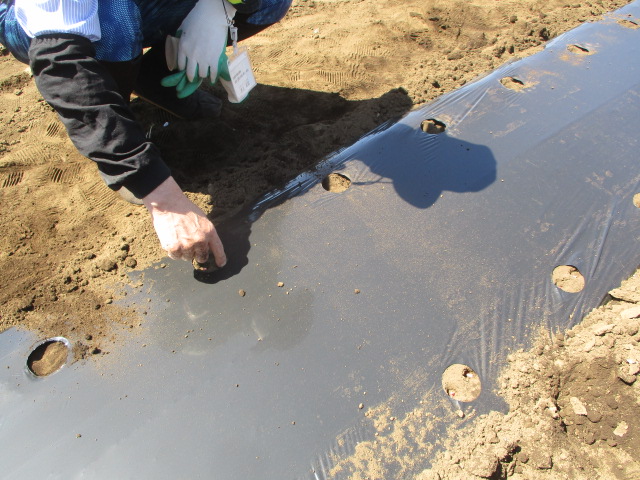 写真:トウモロコシの種まきをしている様子