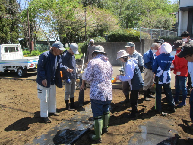 写真:落花生の種まきの様子