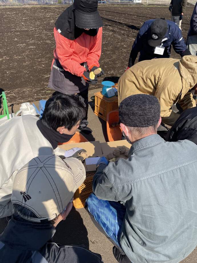 写真:種芋を切っている様子