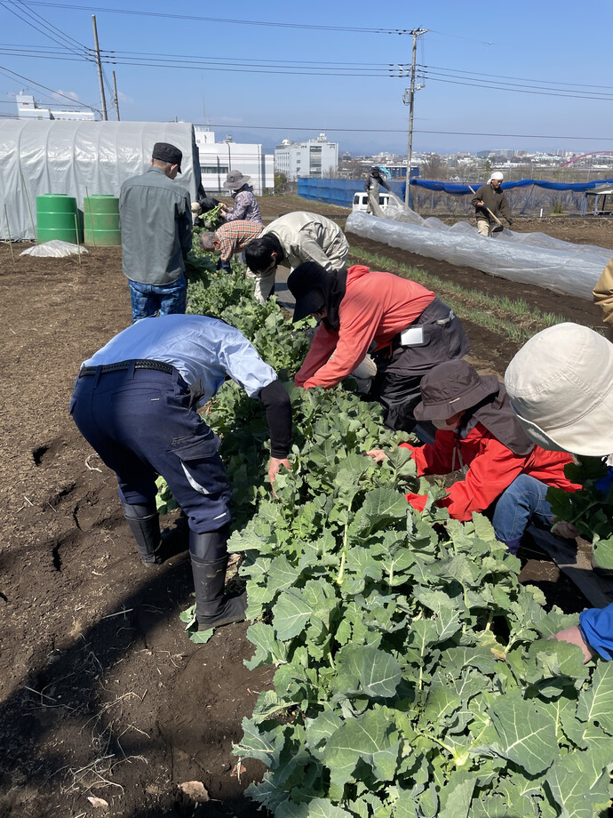 写真:ノラボウを収穫している様子