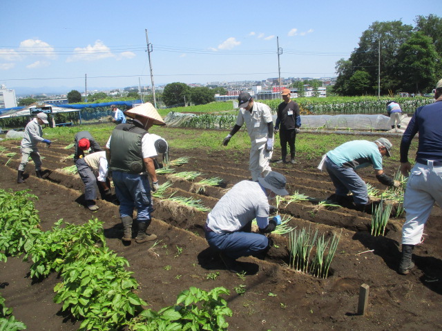 ネギを植え付けている写真