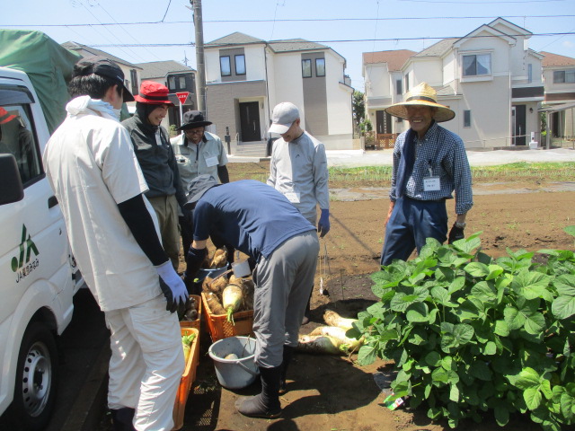 ダイコンを収穫している写真