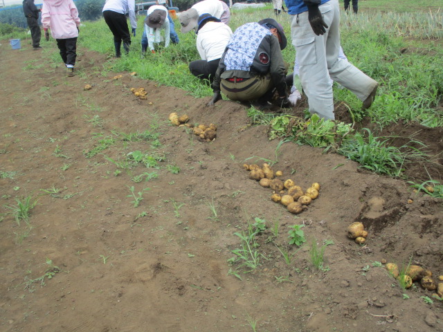 ジャガイモを収穫している写真