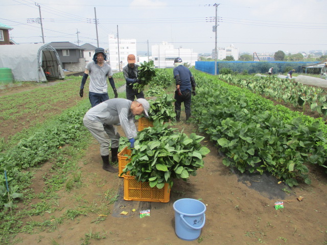 エダマメを収穫している写真