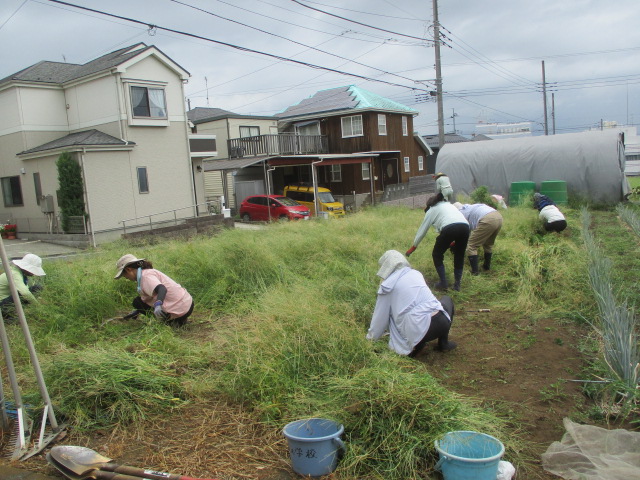 草むしりをしている写真